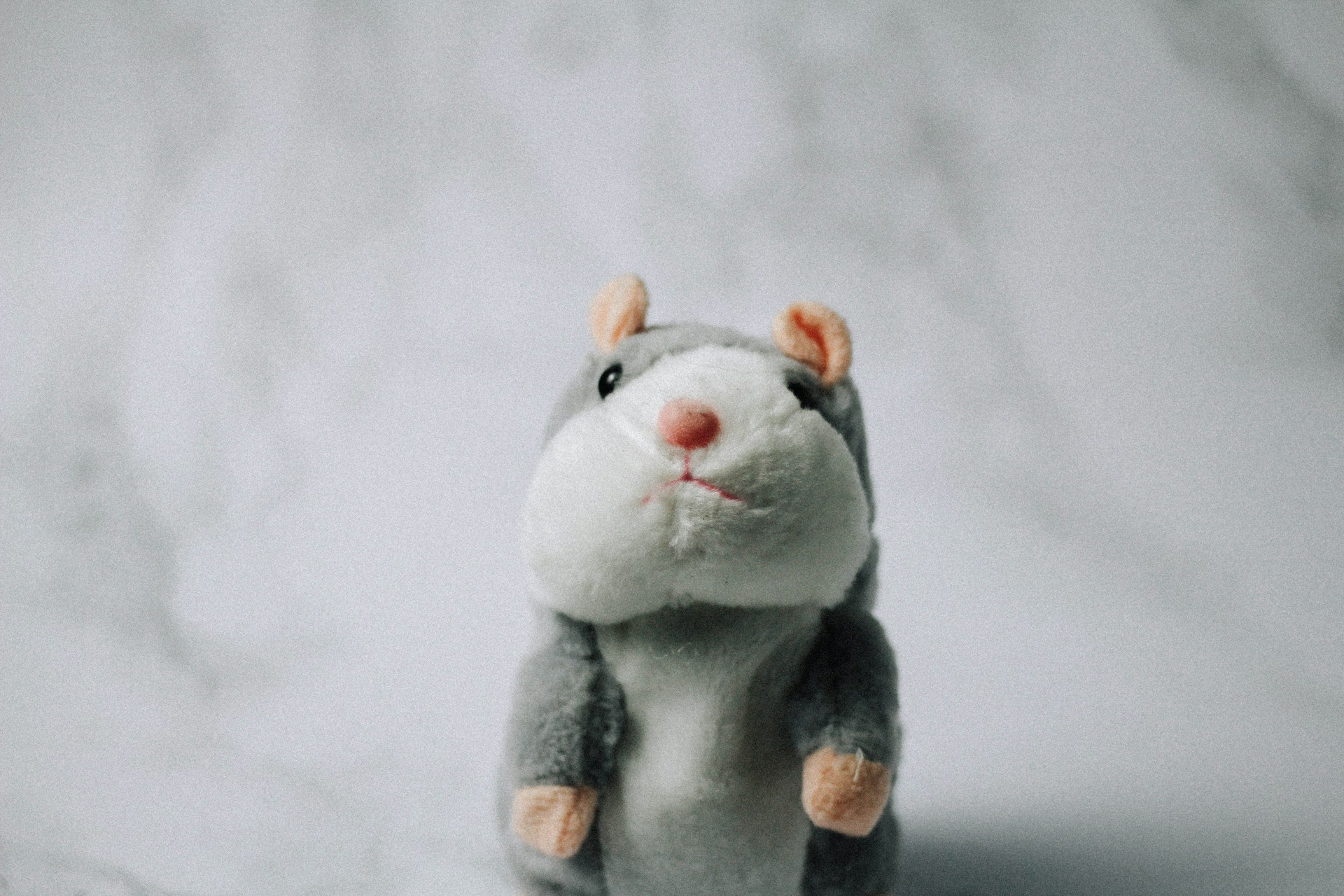 Boutique plush toy store -Boutique plush toy store nguyen dang hoang nhu 5byzT9pKpRE unsplash